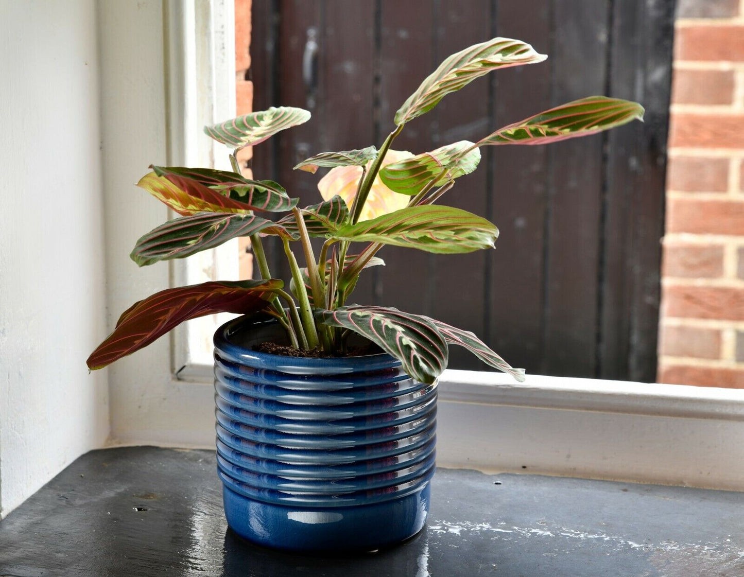 Burgon & Ball OSLO Indoor House Plant Pots - Grey or Blue - Large or Small